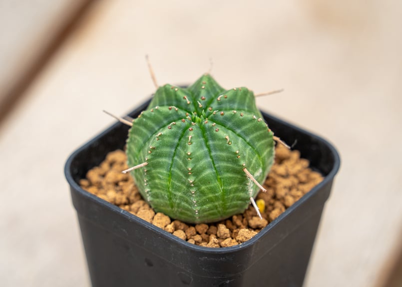 ユーフォルビア バリダ | mana's farm:塊根植物・アガベ・ドライ