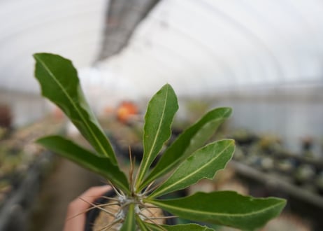 パキポディウム　サンデルシー　Pachypodeium saundersii