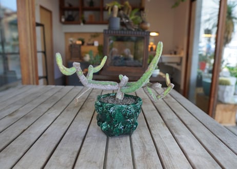 ヘテロクロマ　Euphorbia heterochroma