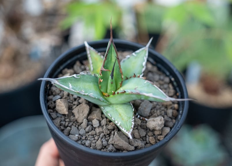 アガベ オテロイ agave oteroi No.1 | mana's farm:塊根植物・ア