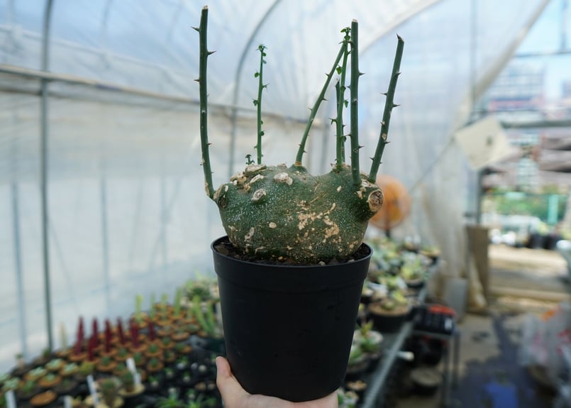 アデニア グロボーサ Adenia globosa | mana's green:塊根植物 アデニア グロボーサ Adenia globosa | mana's green:塊根植物