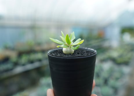 パキポディウム　恵比寿笑い　Pachypodium brevicaule　No.9