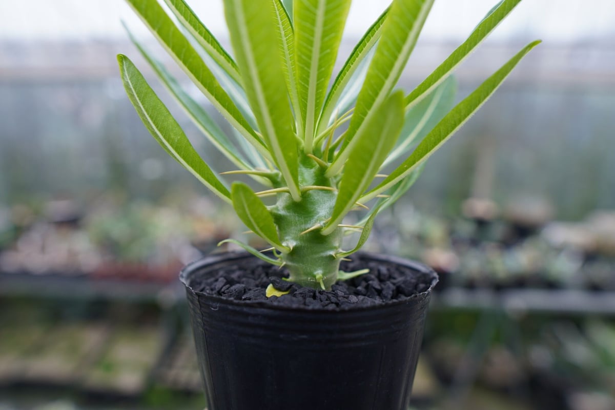 パキポディウム アンボンゲンセ Pachypodium ambongense No.1 | m