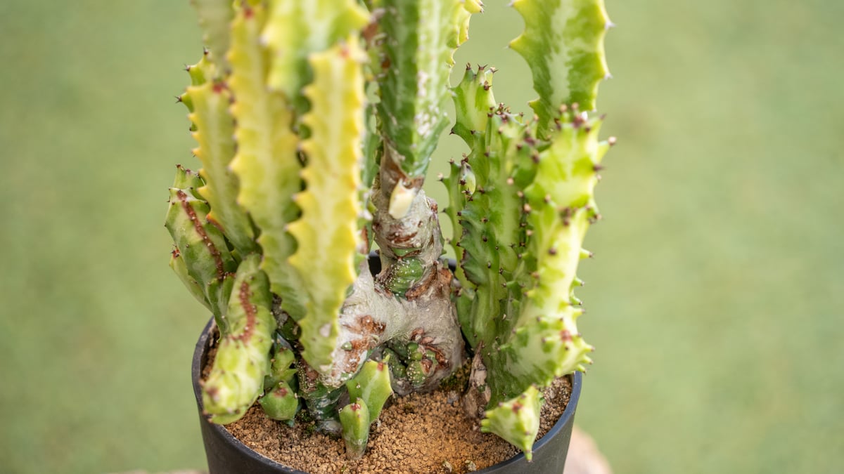 ユーフォルビア　デカリー　綴化 ユーフォルビア デカリー 綴化 ユーフォルビア