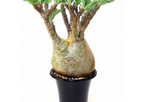パキポディウム グラキリス　 Pachypodium Gracilius №1