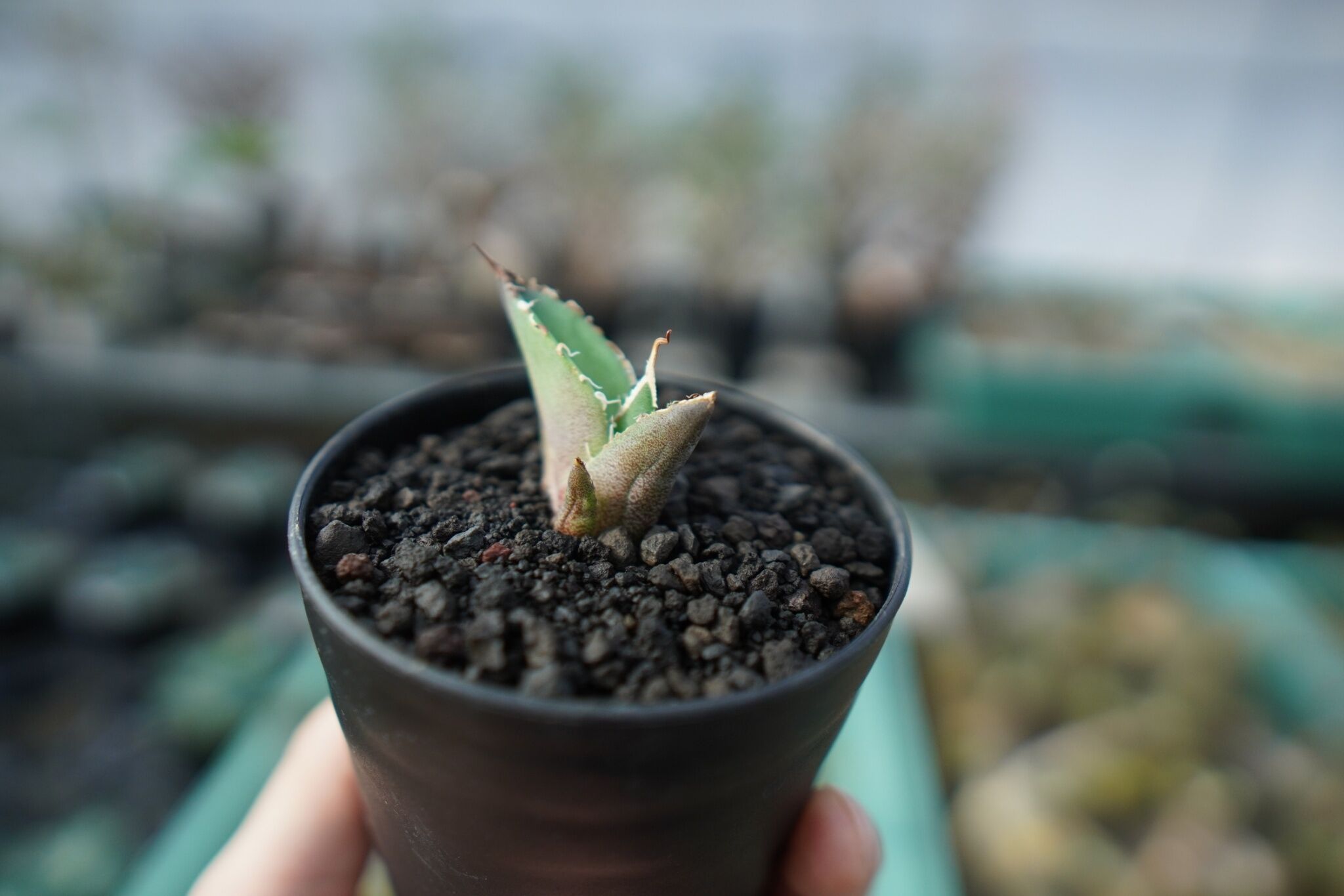 アガベ チタノタ 白鯨 Agave titanota White whale A18 | m