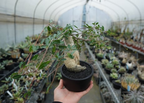 フォッケア　エデュリス　”火星人”　Fockea edulis