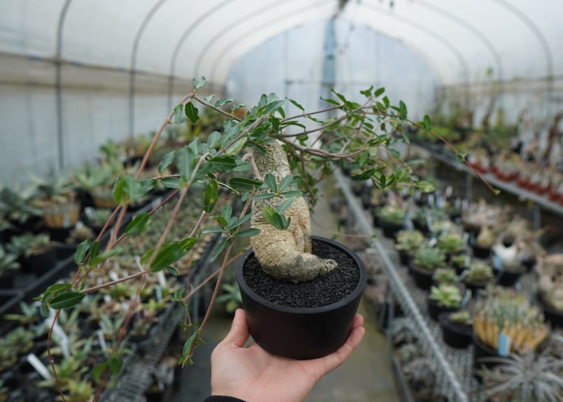 フォッケア エデュリス ”火星人” Fockea edulis | mana's farm:塊