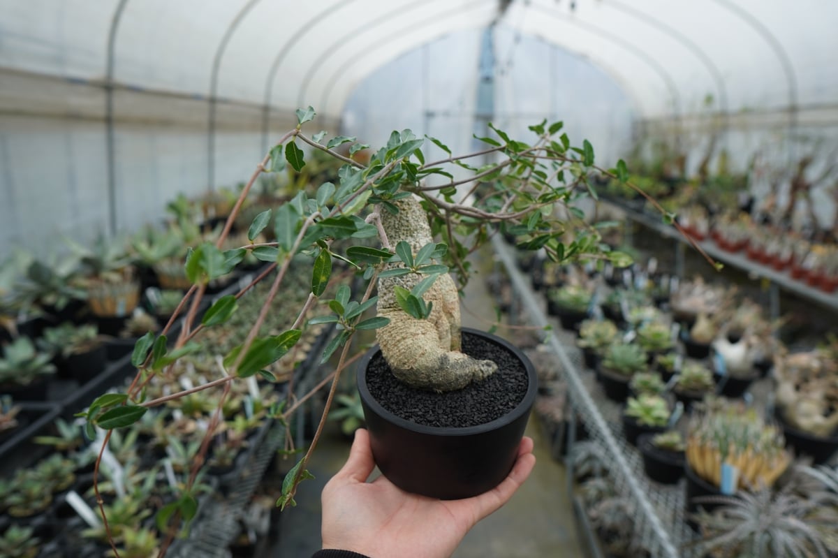 フォッケア エデュリス ”火星人” Fockea edulis | mana's farm:塊