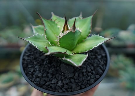 アガベ　チタノタ　Agave titanota　No.10