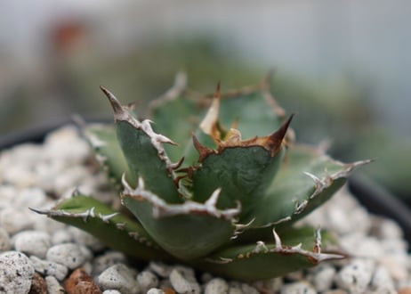 Agave titanota FO-76  E NO.2 (G)