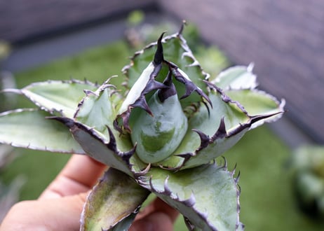 Agave B&B C NO.1