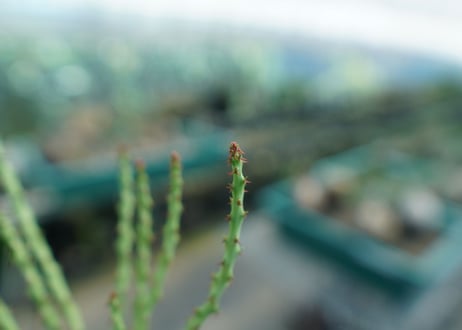 ユーフォルビア デシドゥア　Euphorbia decidua