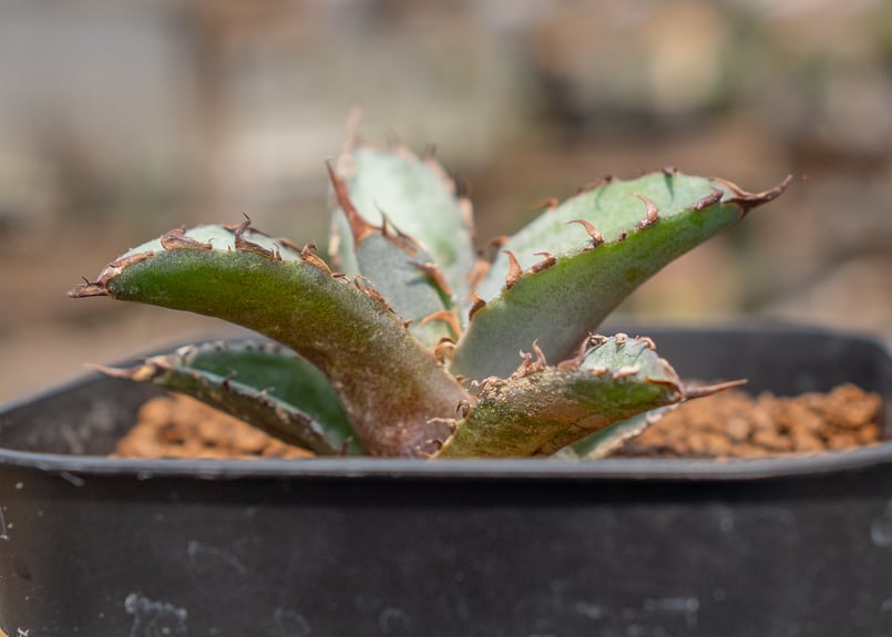 アガベ ブラックアンドブルー | mana's farm:塊根植物・アガベ・ドライ