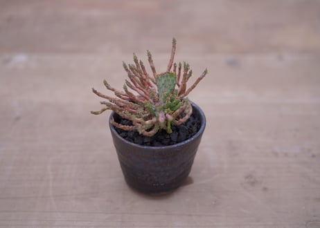ユーフォルビア 孔雀丸 綴化　Euphorbia flanaganii