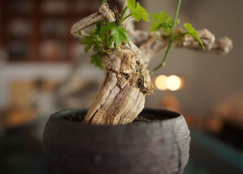 コラロカルプス Corallocarpus | mana's farm:塊根植物・アガベ・ドラ