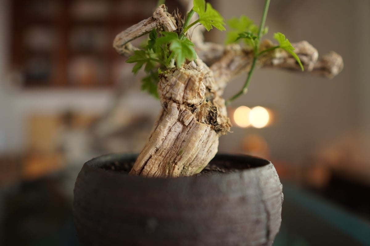 コラロカルプス　sp コラロカルプス グロメルリフロルス ／ Corallocarpus glomerulif
