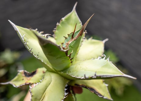 Agave Sowing seeds NO.7