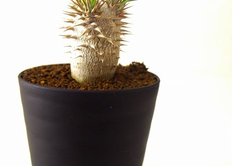 パキポディウム ロスラーツム　 Pachypodium rosulatum no.2