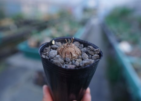 亀甲竜　Dioscorea elephantipes　No.4