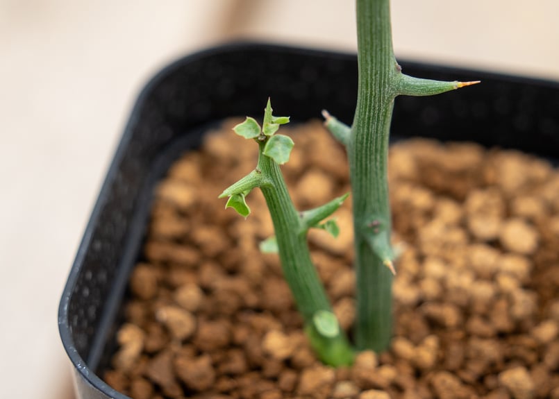 アデニア グロボーサ | mana's farm:塊根植物・アガベ・ドライガーデン