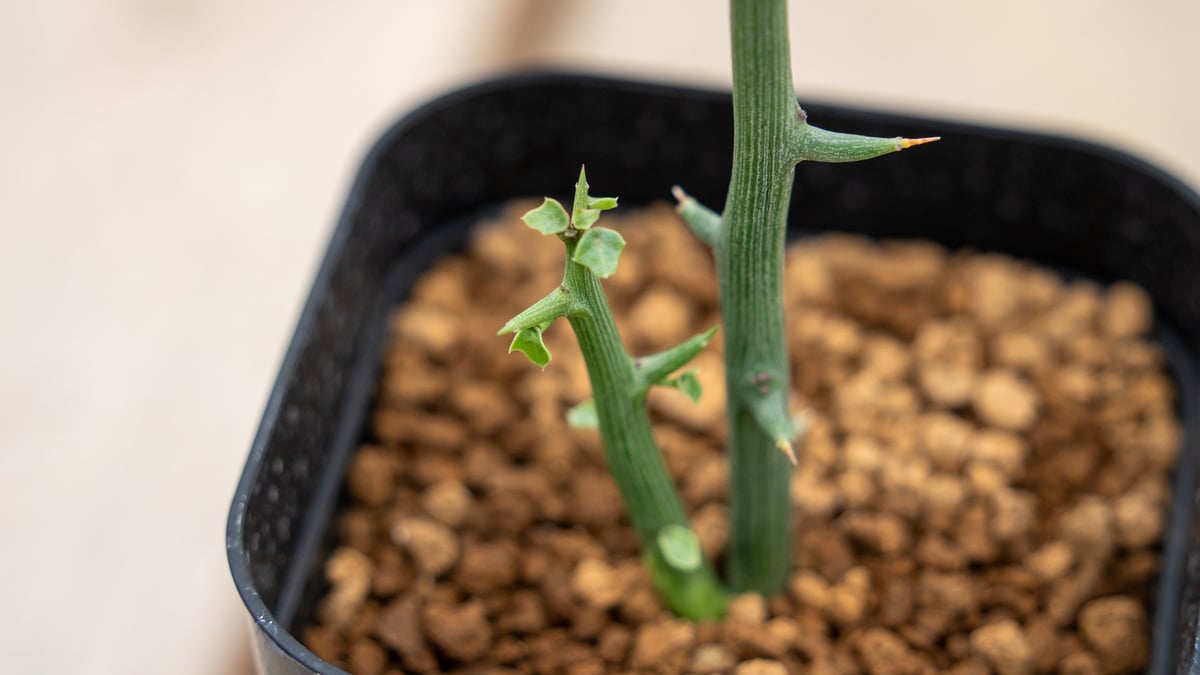 アデニア グロボーサ | mana's farm:塊根植物・アガベ・ドライガーデン