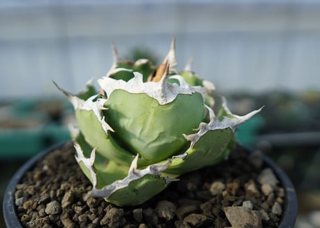 アガベ　チタノタ　螃蟹　Agave titanota Crab