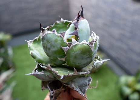 Agave B&B  №6