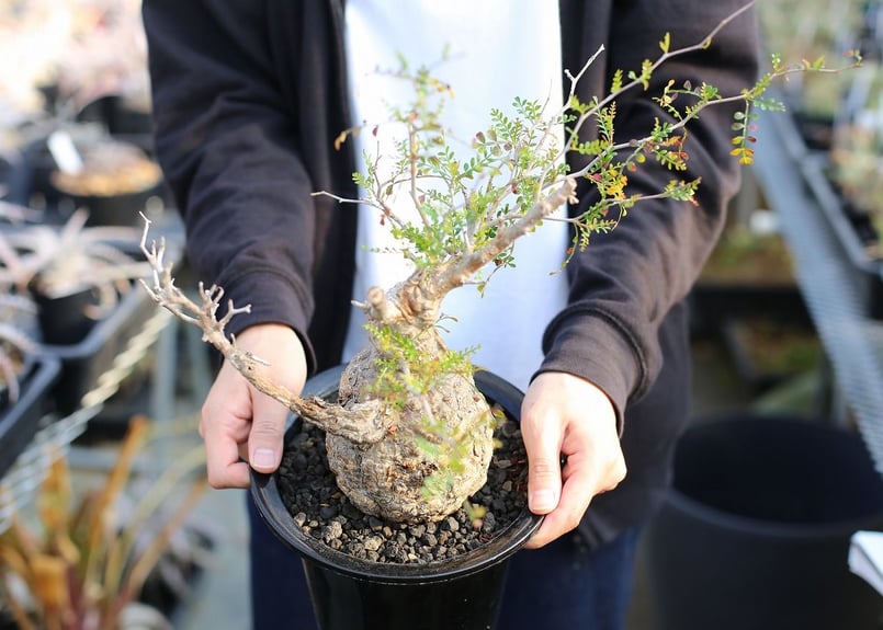 オペルクリカリア パキプス | mana's farm:塊根植物・アガベ・ドライ