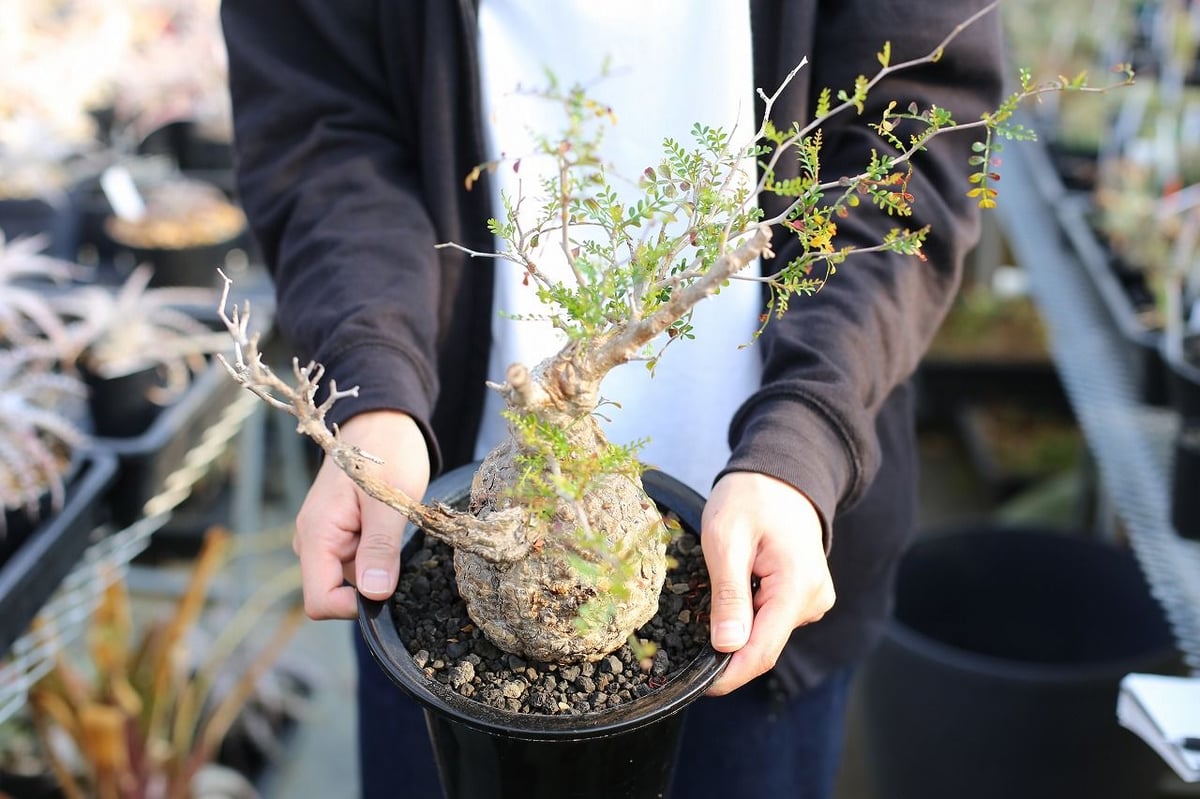 オペルクリカリア パキプス | mana's farm:塊根植物・アガベ・ドライ