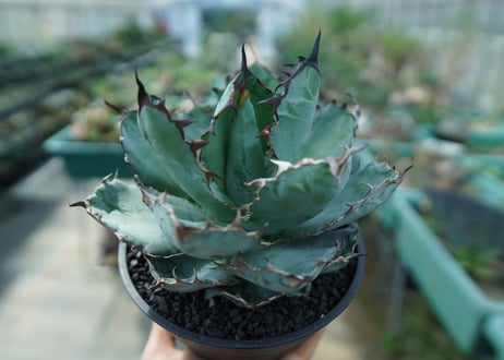 アガベ　チタノタ　 ブラックアンドブルー 　Agave titanota black and blue　No.5