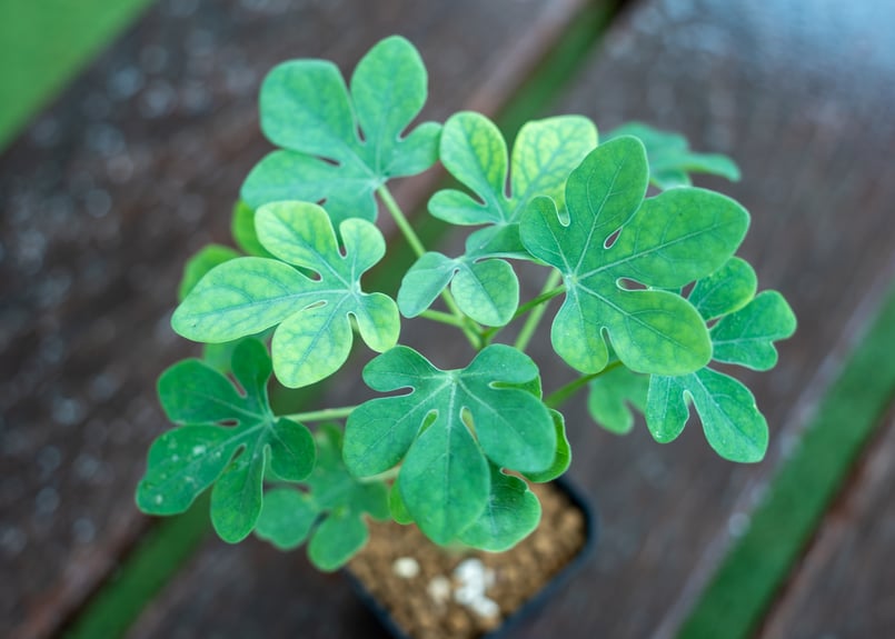 最終値下げ アデニアグラウカ アデニア・グラウカ | OSLO