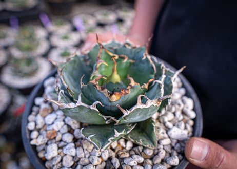 agave titanota　白鯨  ガチムチ選抜株  No.2