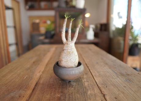 パキポディウム　グラキリス　 Pachypodium Gracilius
