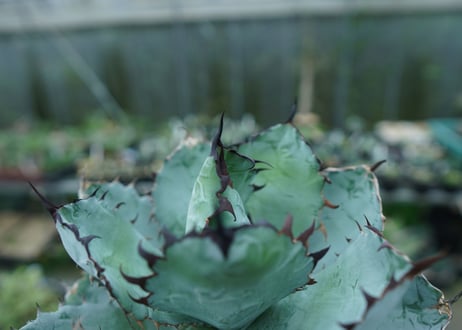 アガベ　チタノタ　 ブラックアンドブルー 　Agave titanota black and blue　No.1