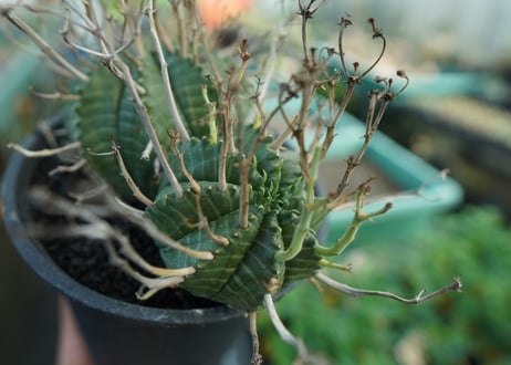 ユーフォルビア　スーパーバリダ　Euphorbia super valida  No.1