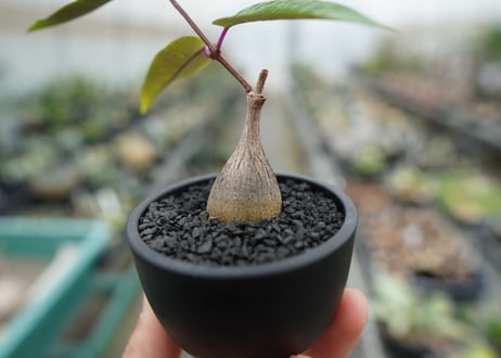 ペトペンチア　ナタレンシス　Petopentia natalensis  No.2