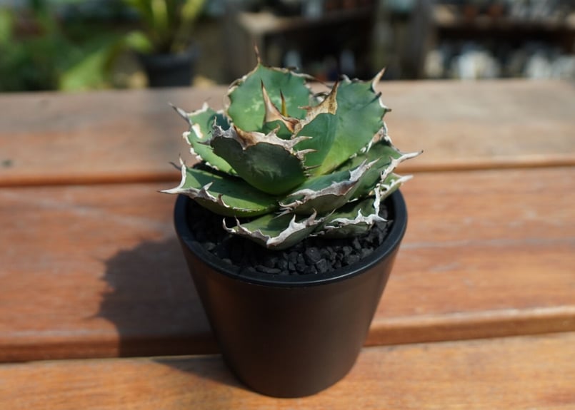 アガベ チタノタ FO-76 agave titanota FO-76 No.1 | man
