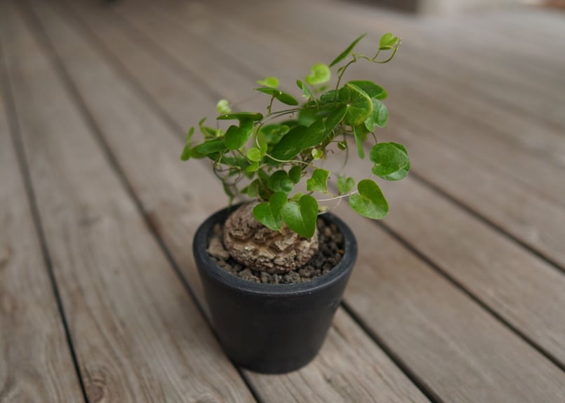 亀甲竜 モンタナ Dioscorea elephantipes var. montana |