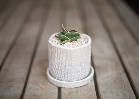 サンセベリア  ロリダ 　 Sansevieria rorida