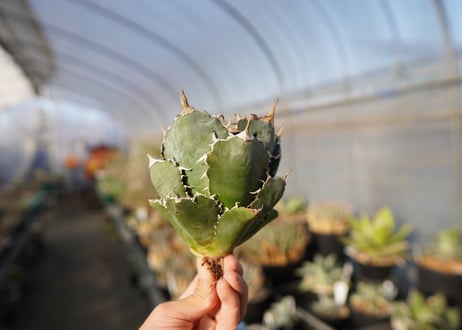 agave titanota 白鯨　 NO.1