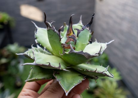Agave ハデス 黒獄 A  NO.2