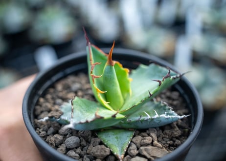 アガベ　チタノタ　ブルー　agave titanota Blue 　NO.5