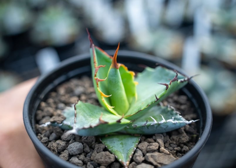 アガベ チタノタブルー 種子 500粒 Agave titanota blue 種子] アガベ チタノタブルー Agave titanota Blueの商品情報