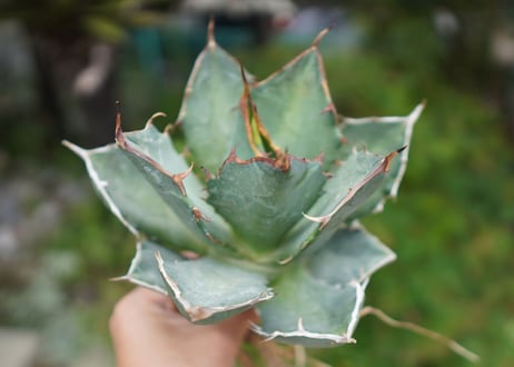 Agave titanota 白鯨 B NO.7
