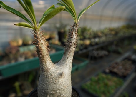 パキポディウム　グラキリス　 Pachypodium Gracilius  No.5