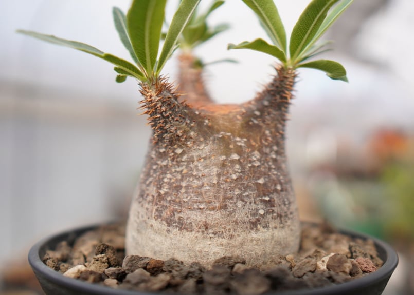 パキポディウム グラキリス A NO.2 | mana's farm:塊根植物・アガベ