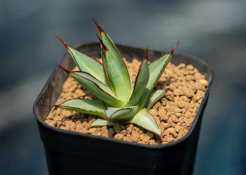 アガベ　大株　バーントバーガンディ アガベ バーントバーガンディー カキコ株 | mana's farm:塊根植物