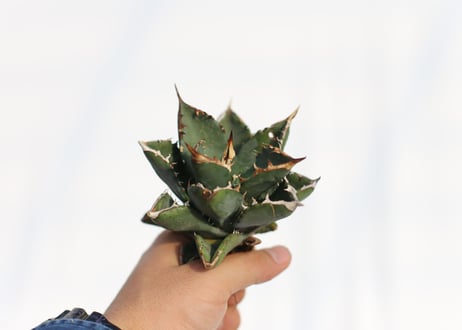 Agave titanota FO-76 dwarf  compacta