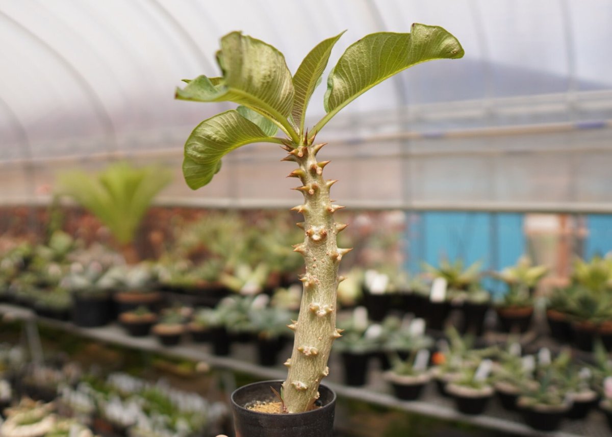 パキポディウム バロニー | mana's farm:塊根植物・アガベ